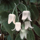 winter clematis winter beauty